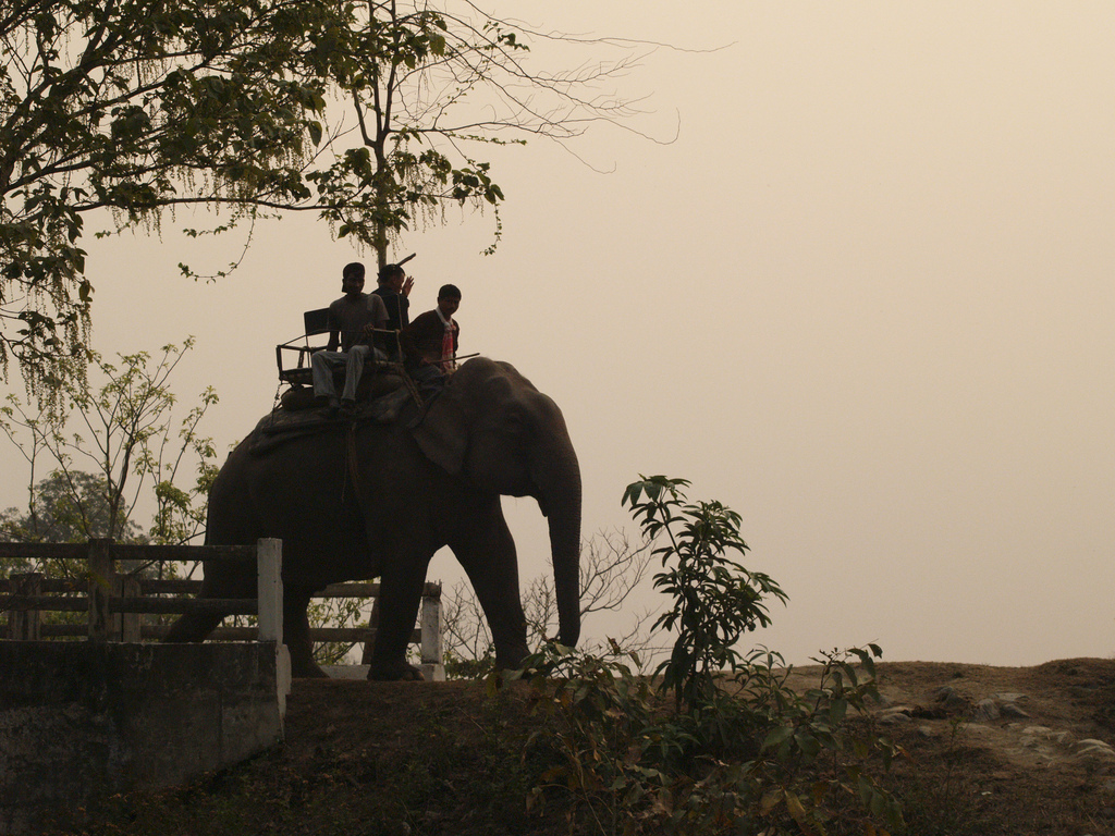 kaziranga national park elephant safari Images