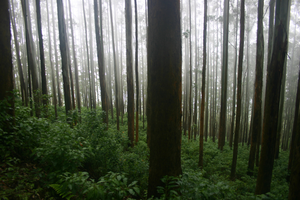 ooty dense trees and hill station Images
