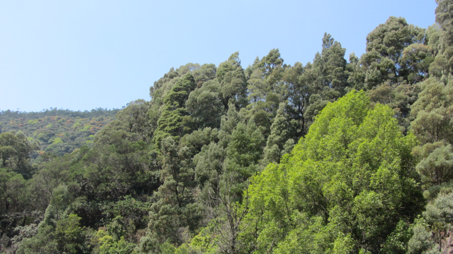 avalanche emerald lake ooty images