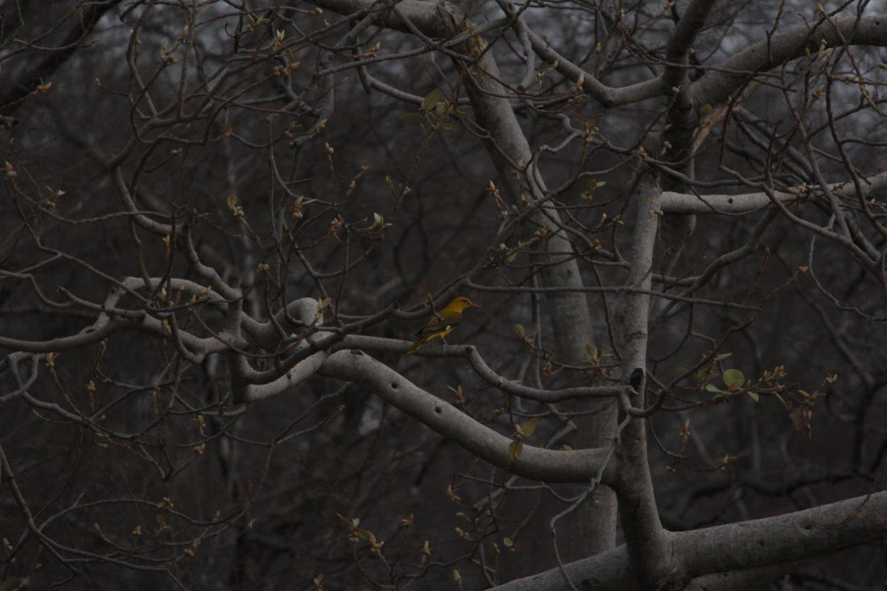 Birds in Ranthambore National Park