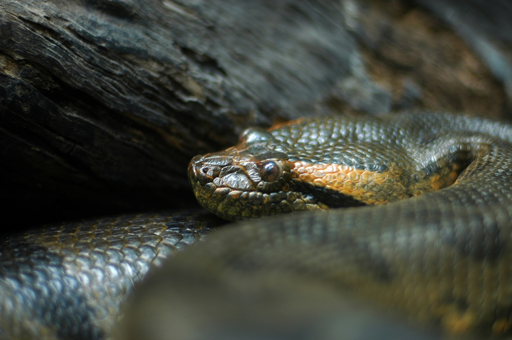 Image Name -Anaconda Snake-Words of Indian Origin