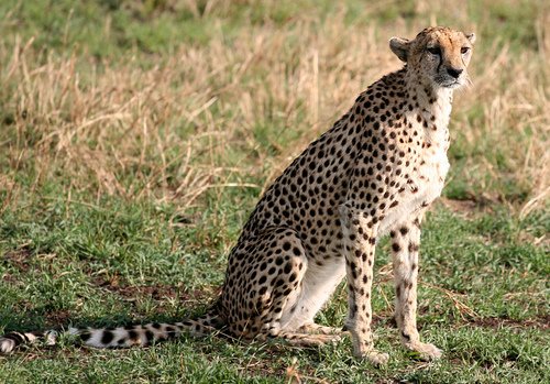 Image Name - Cheetah - Words of Indian Origin