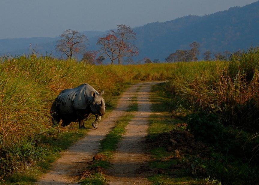 Places to visit in March 2014 - kaziranga national park assam