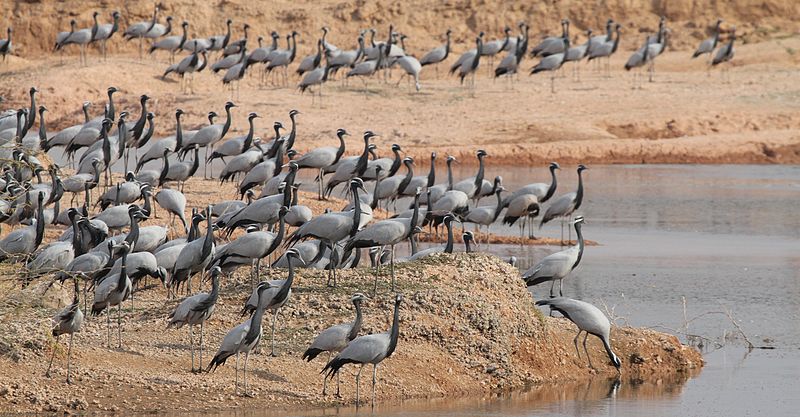 Ratanlal Maloo Birds in Keechan Rajasthan