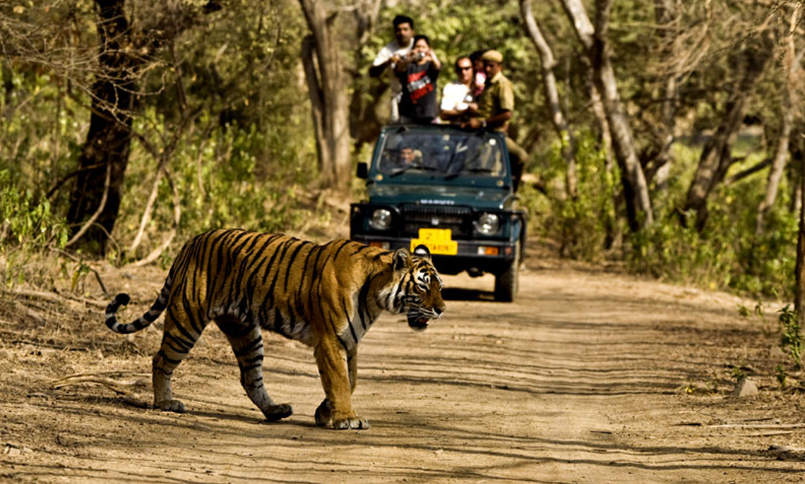 Corbett-National-Park-Jeep-Safari