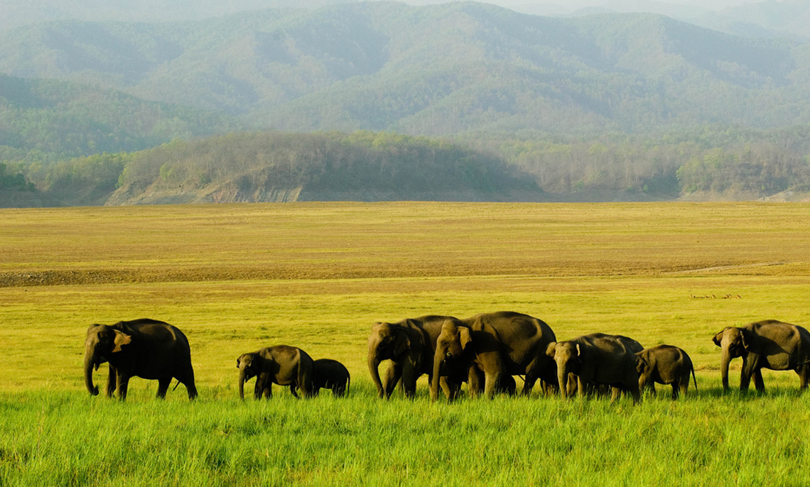 Corbett National park in Corbett