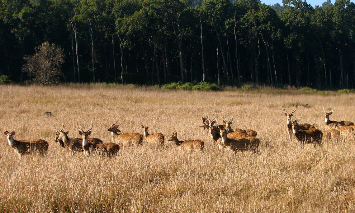 Corbett Wildlife