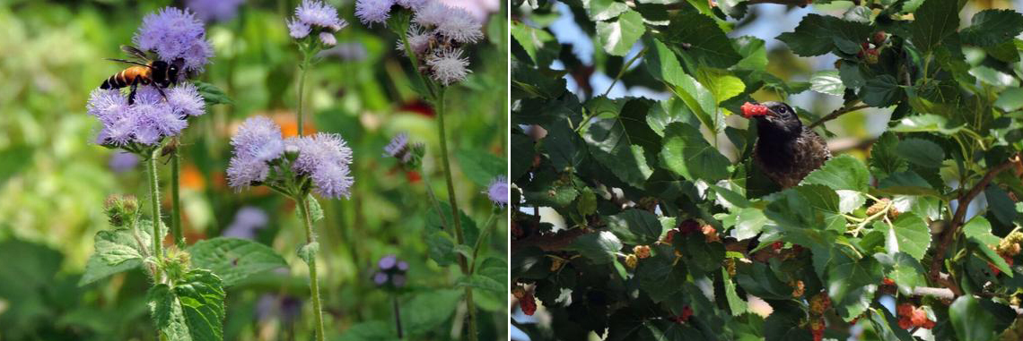  Bee on Floss Flower | Bulbul with mulberry