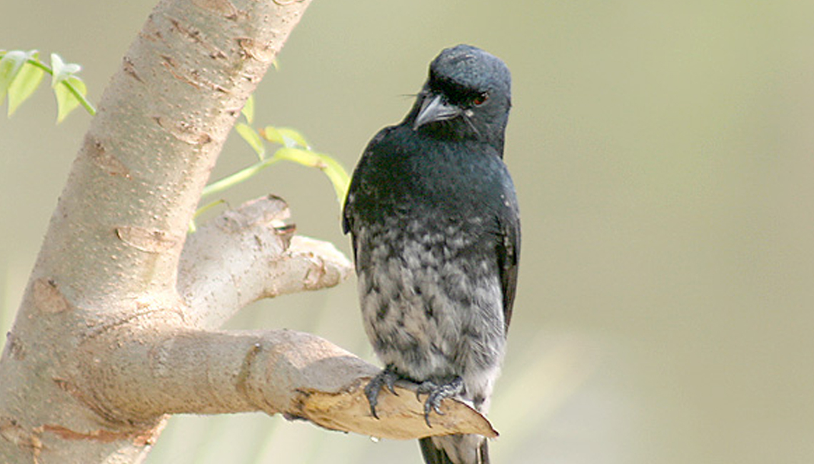 Black Drongo Sariska Tiger Reserve
