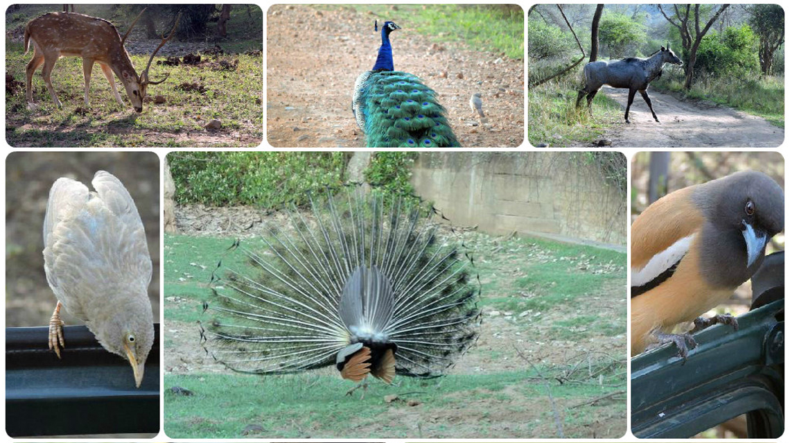 Diversity of birds and animals in Sariska Tiger Reserve