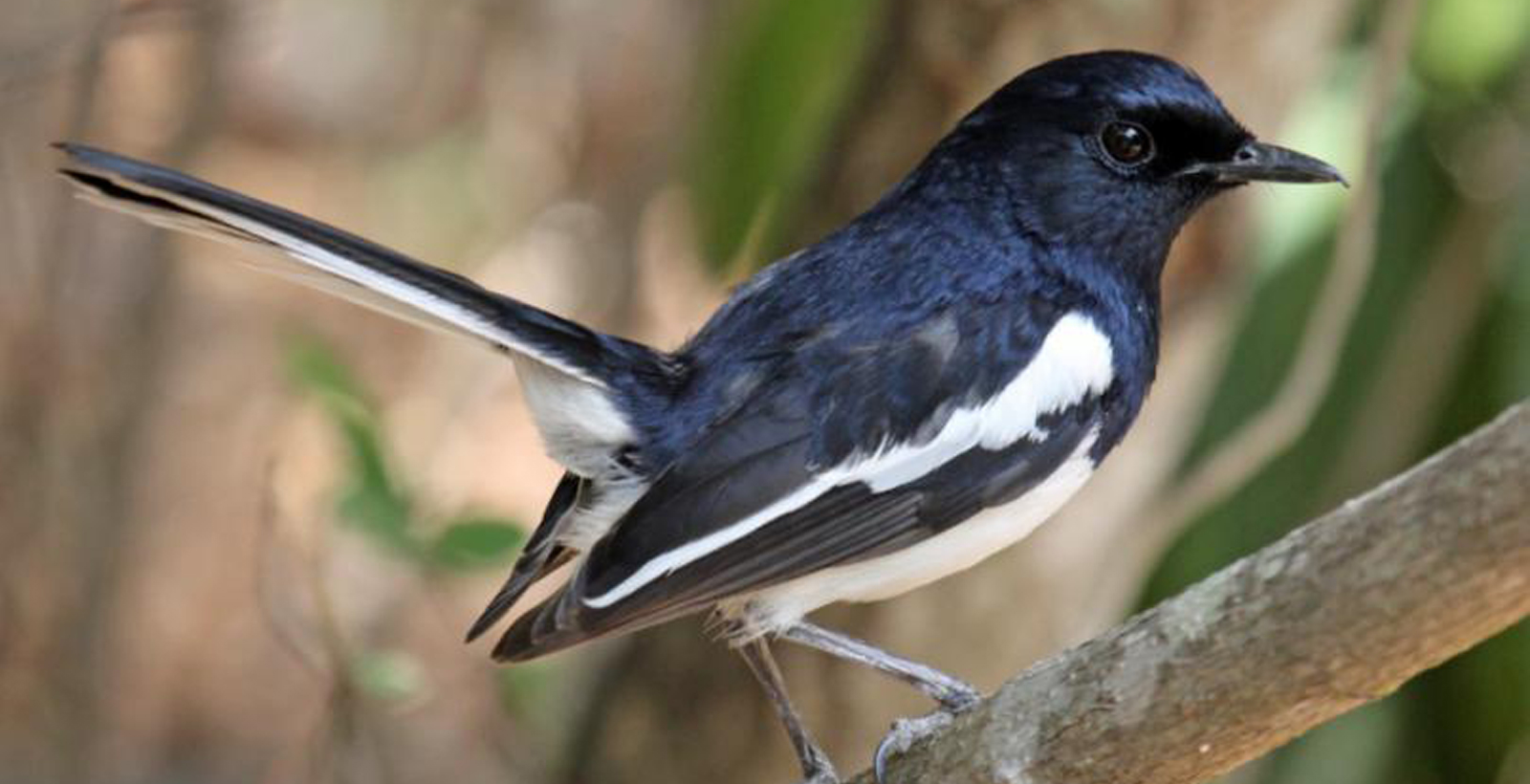 magpie robin in sariska tiger heaven