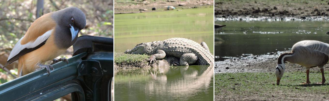 rufoustreepies in sariska | Crocodile in Sariska Tiger Reserve | Bar Headed Goose in Sariska Tiger Reserve