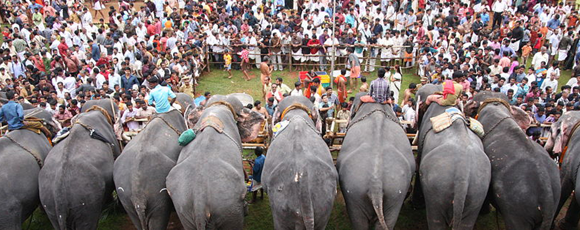 Njangattiri Aanayoothu Elephant Feeding Ritual in Kerala