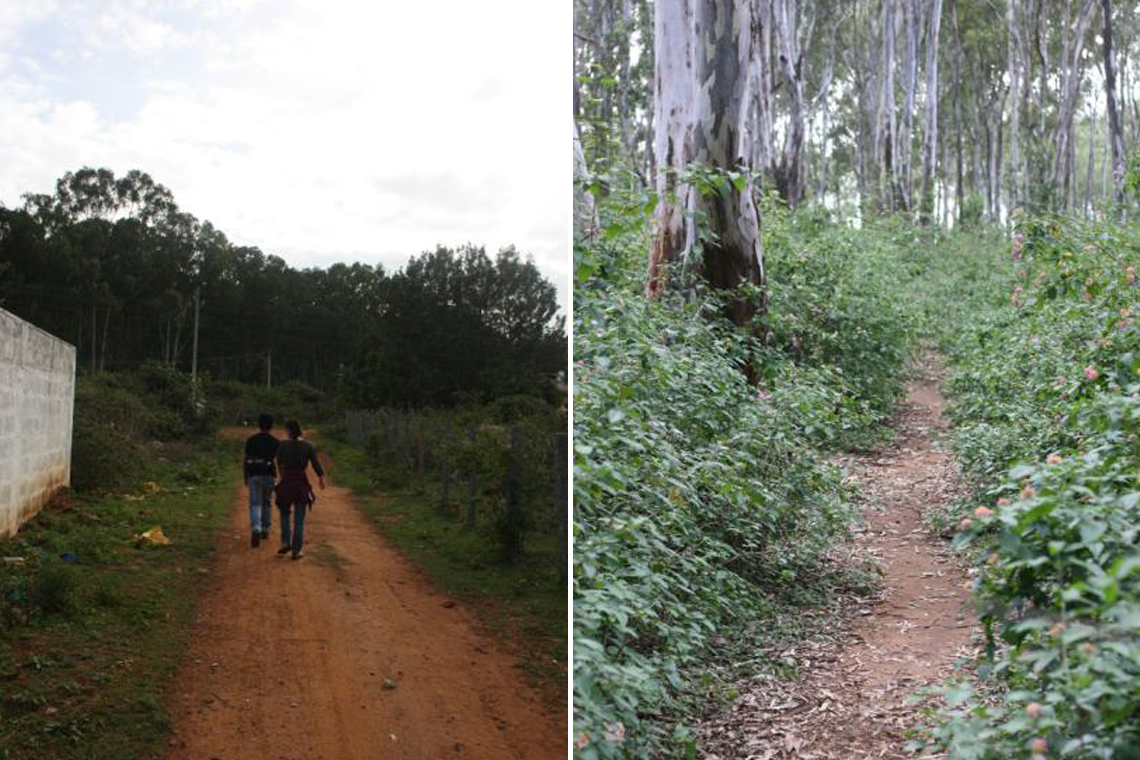 Beginning of the trek - Yelagiri Marigold ridge | Eucalyptus Forest path way