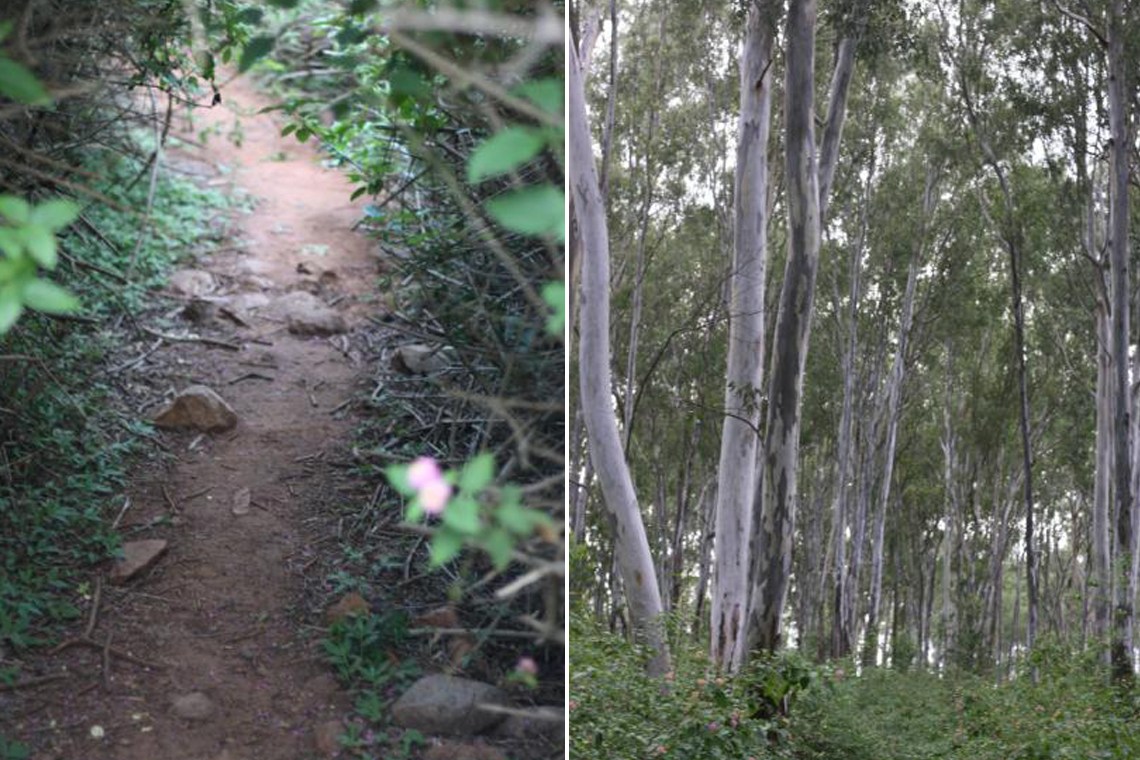 Pile of rocks on the way to trek | Eucalyptus trees