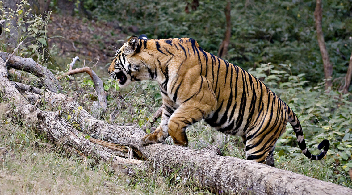 Bandhavgarh National Park Tiger Sighting Images