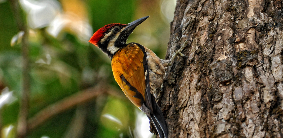 Black rumped Flameback bird in Goa