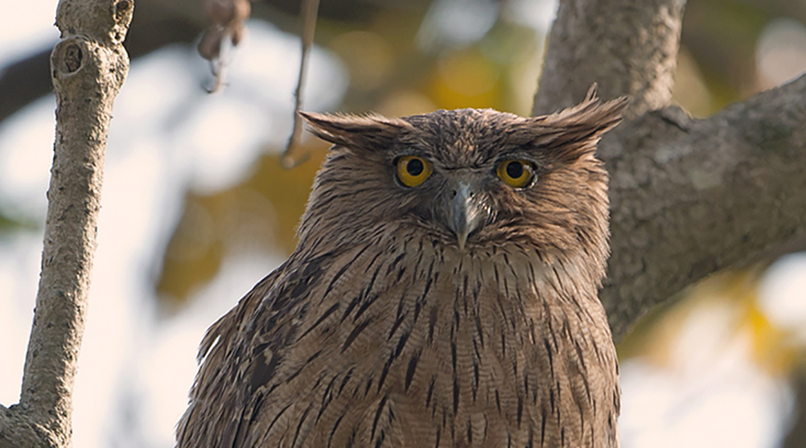 Brown Fish Owl - Jim Corbett National Park