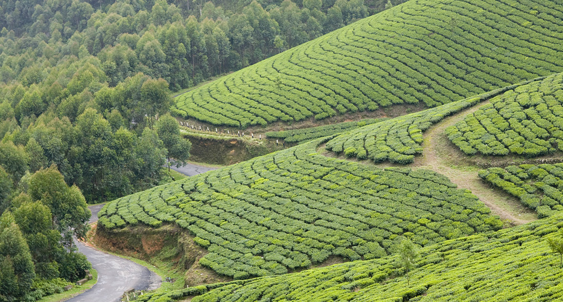 Image Name - Munnar Hill Station in Monsoon Season