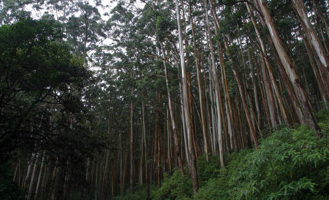 Image Name - Ooty Ghat Roads - Downhill from Ooty