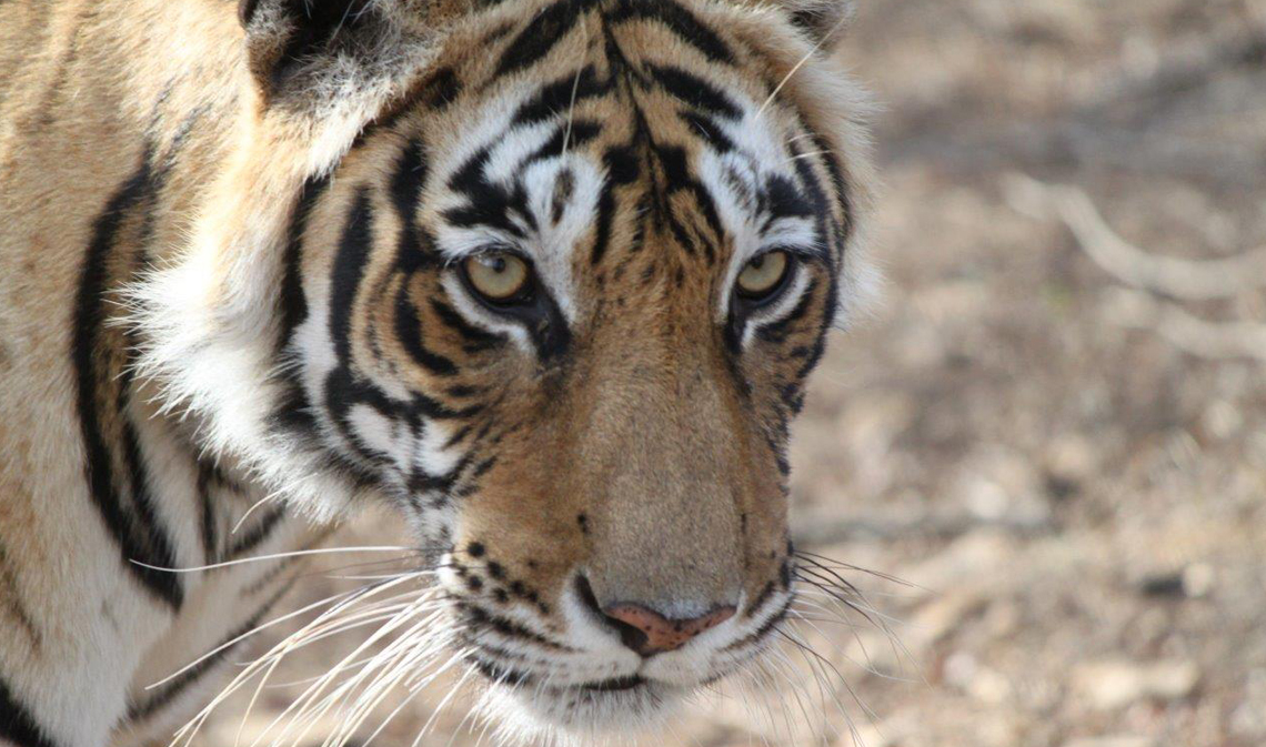 Image Name - Tigers in Ranthambore National Park Rajasthan