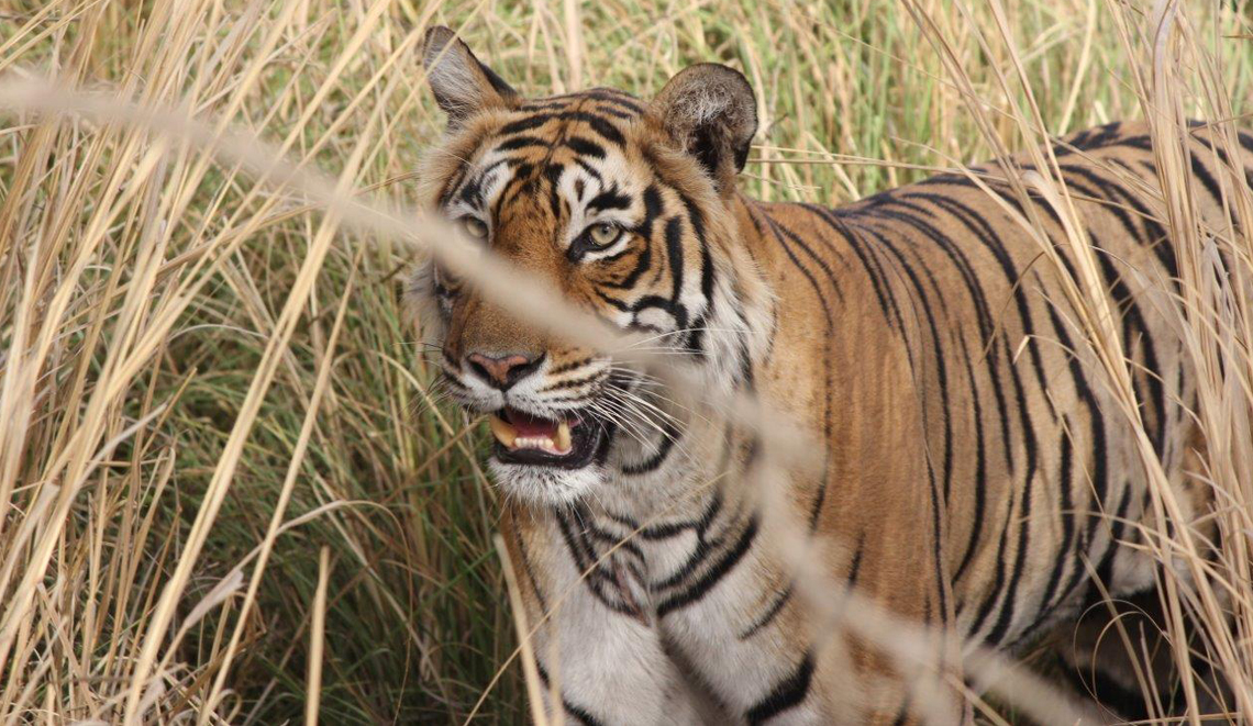 Image Name - Tigers in Ranthambore National Park