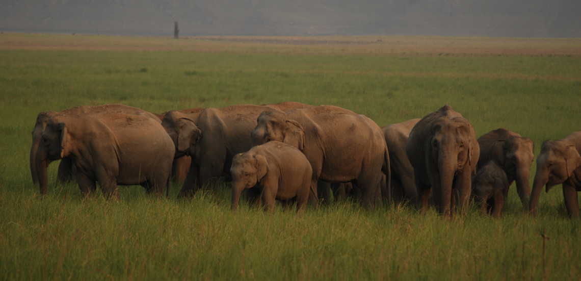 Image Name - jim corbett national park elephant safari