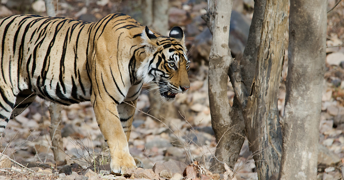 Image Name - jim corbett national park tiger safari