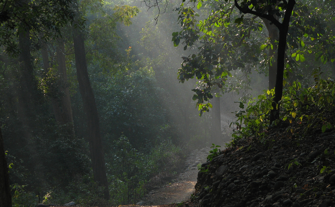 Jim corbett National Park Forest-Flora and Fauna