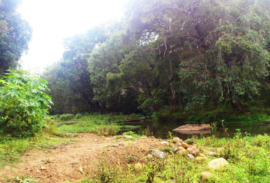 Kodaikanal Elephant Valley - Jungle