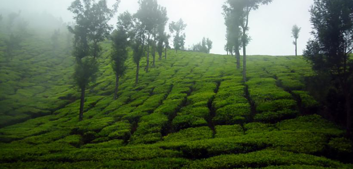 Kolukkumalai Tea Garden In the Fogs Embrace Munnar