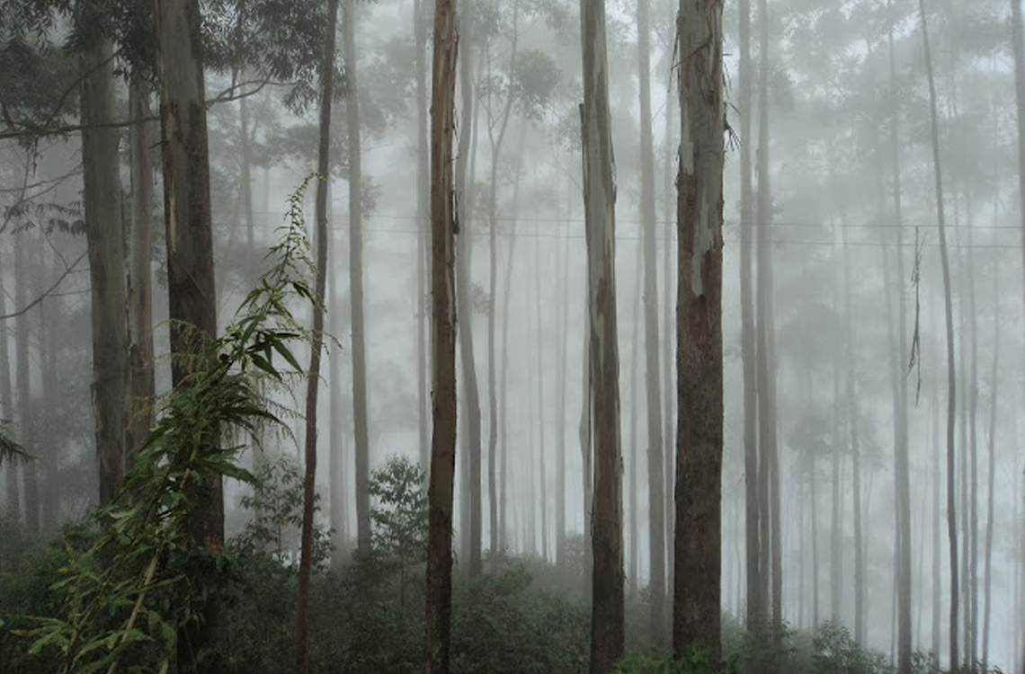 Mist beautifully covering the towering trees