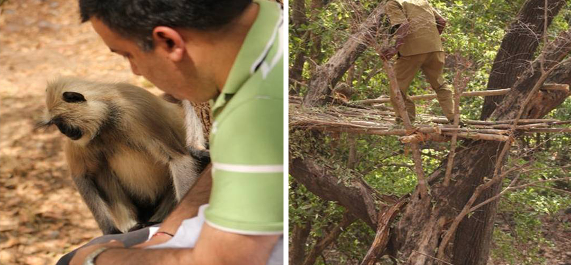 Monkeys Surrounded while having lunch | Tree house in Ranthambore National Park