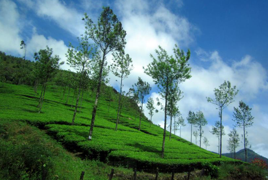 Munnar in Monsoon Kerala