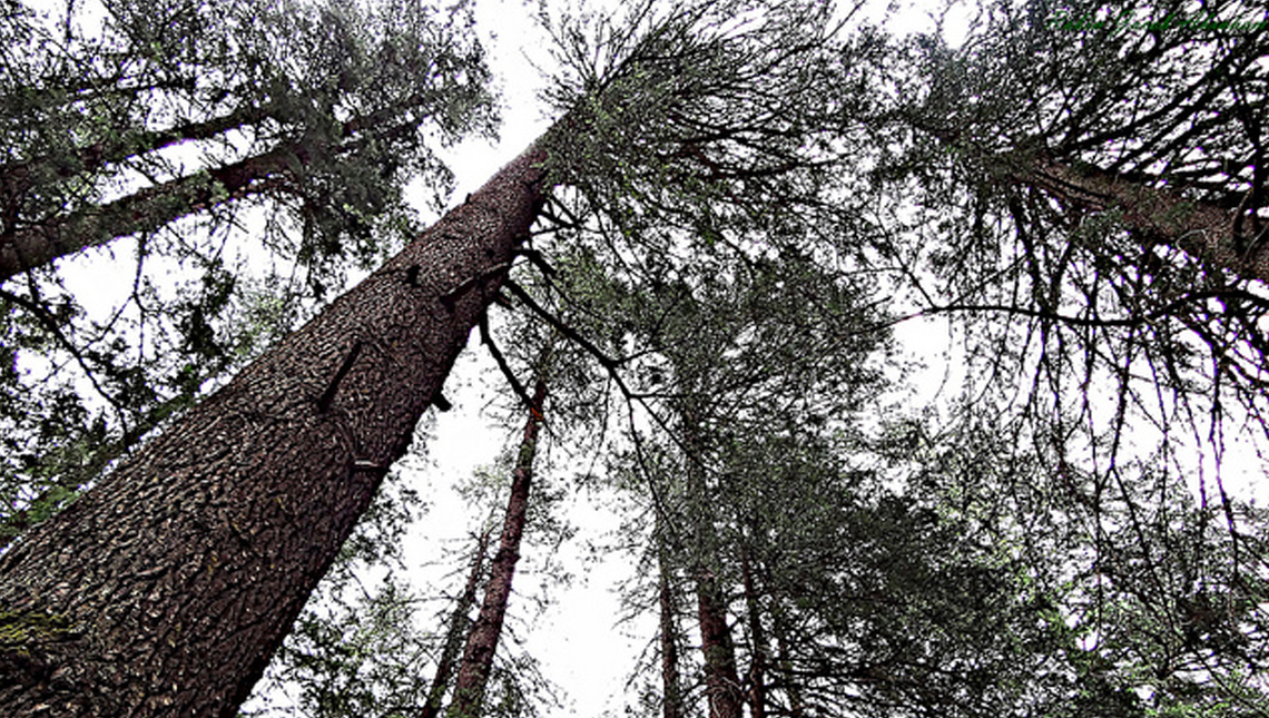 Nature Park in Manali