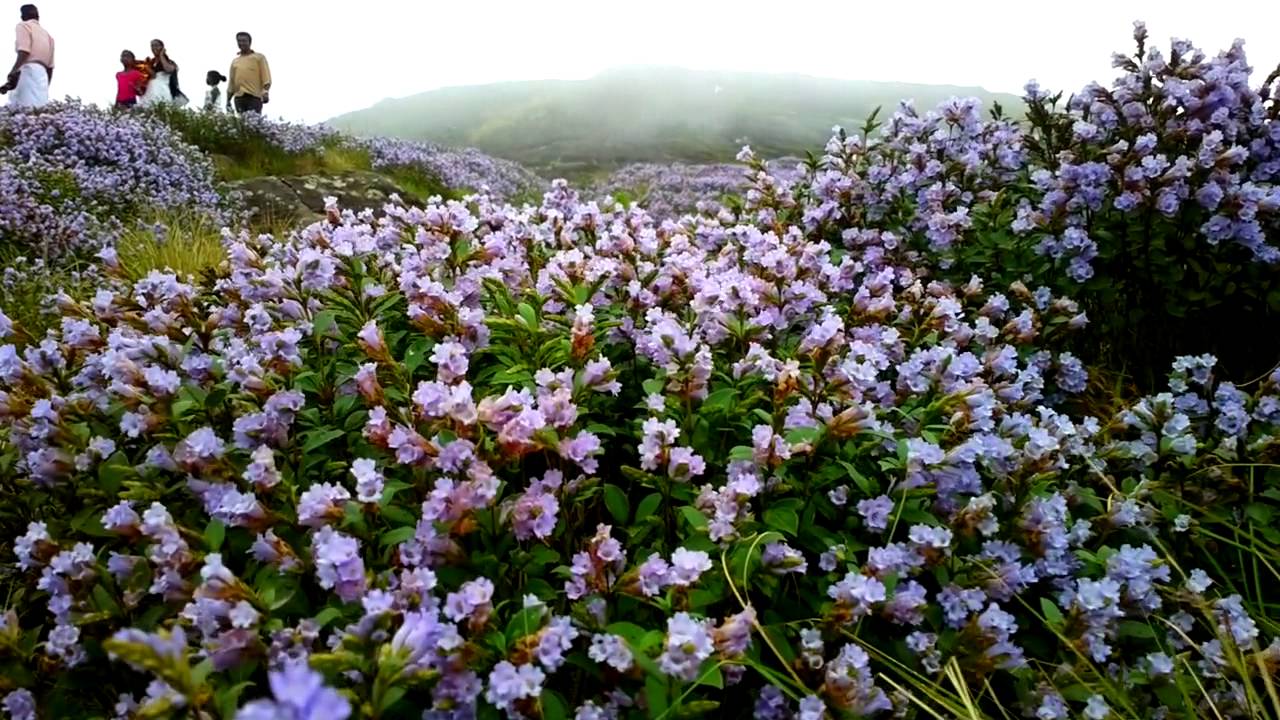 Neelakurinji