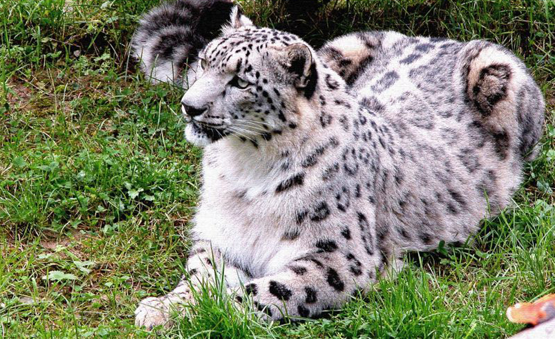 The Great Himalayan National Park Snow Leopard