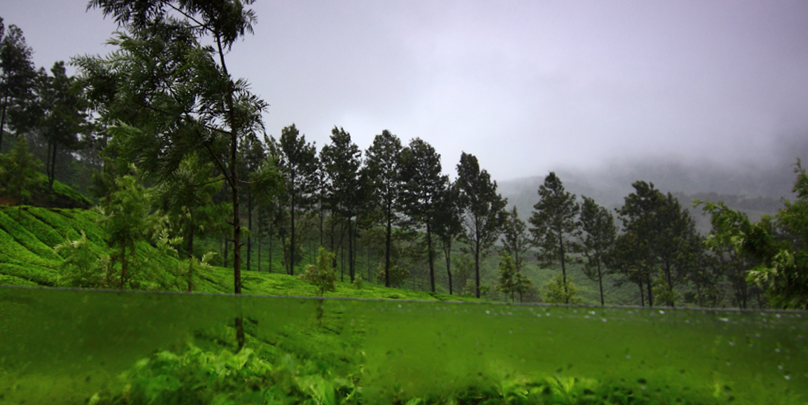 The sprawling tea gardens of Munnar and Silver Oak-Munnar