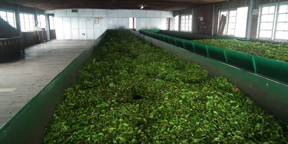 The withering room fully made of wood - Kolukkumalai Tea Factory