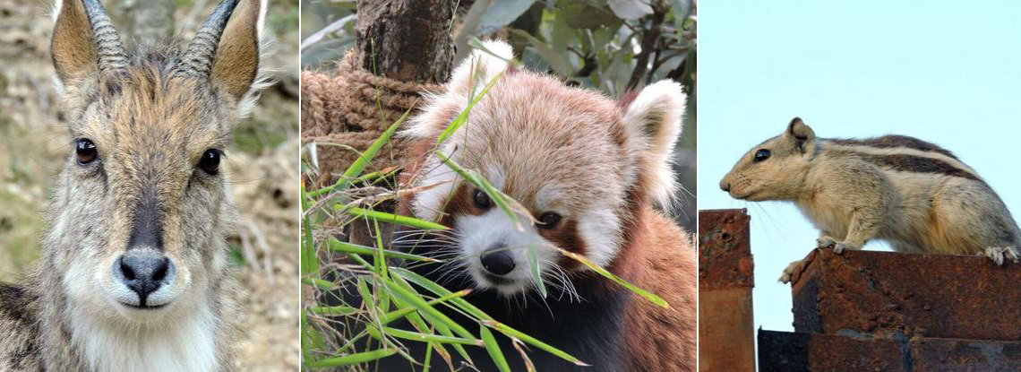 Goral | Red Panda | Squirrel