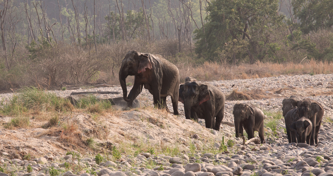 corbett national park uttaranchal wild elephants images