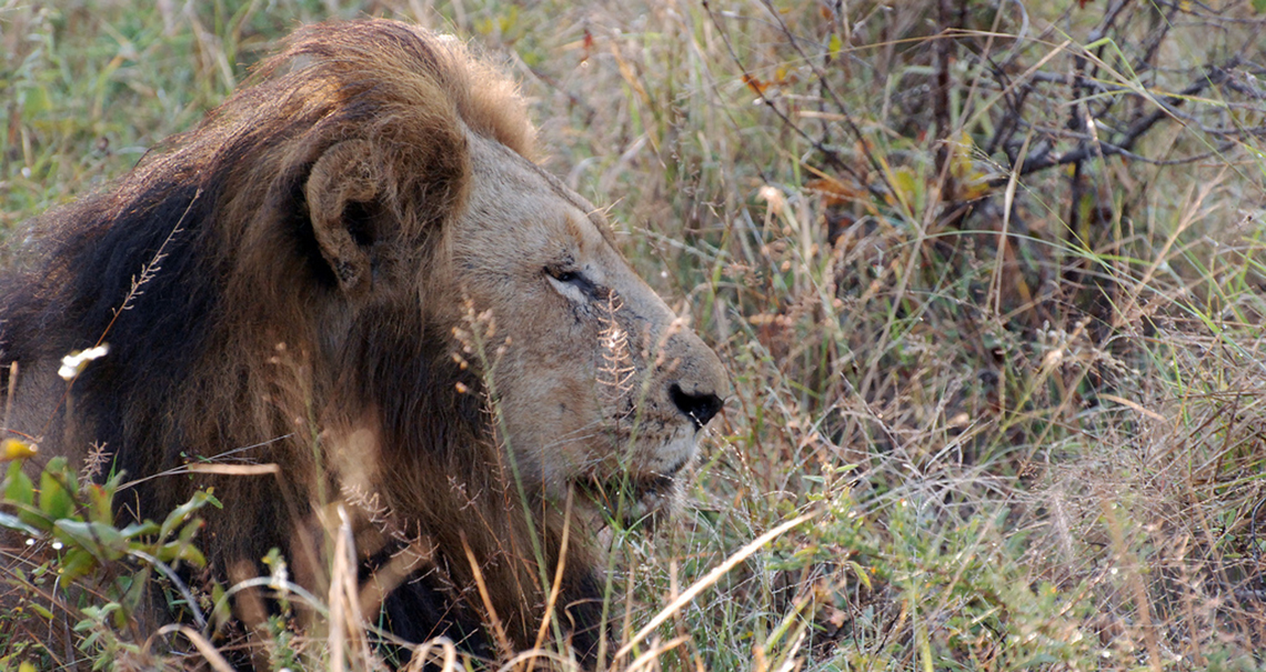 gir forest national park and wildlife sanctuary images