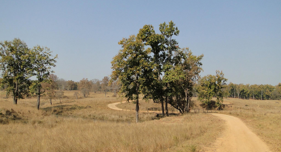 kanha national park madhya pradesh india images