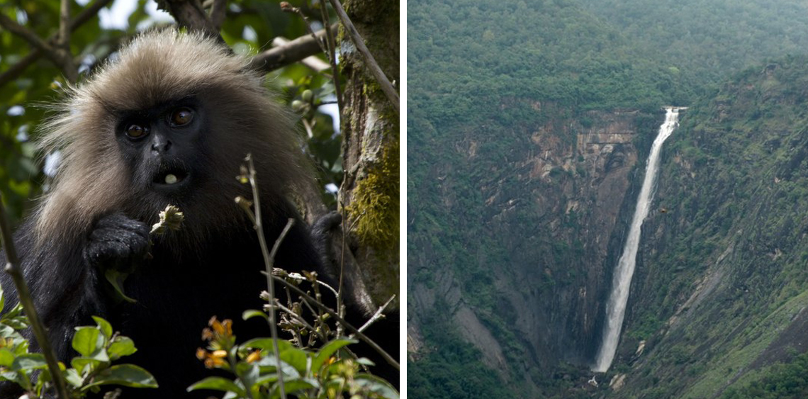 Nilgiri langur | thalaiyar falls view tamil nadu - Image