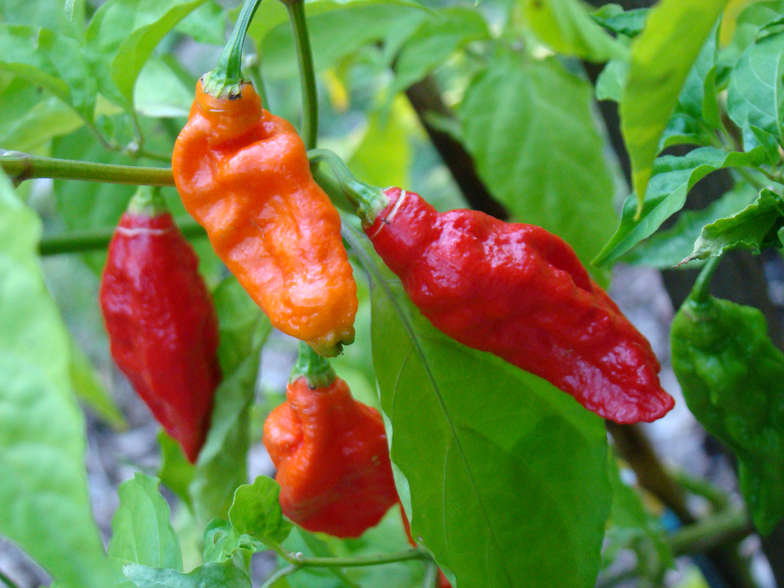 BhutJolokia09_Asit