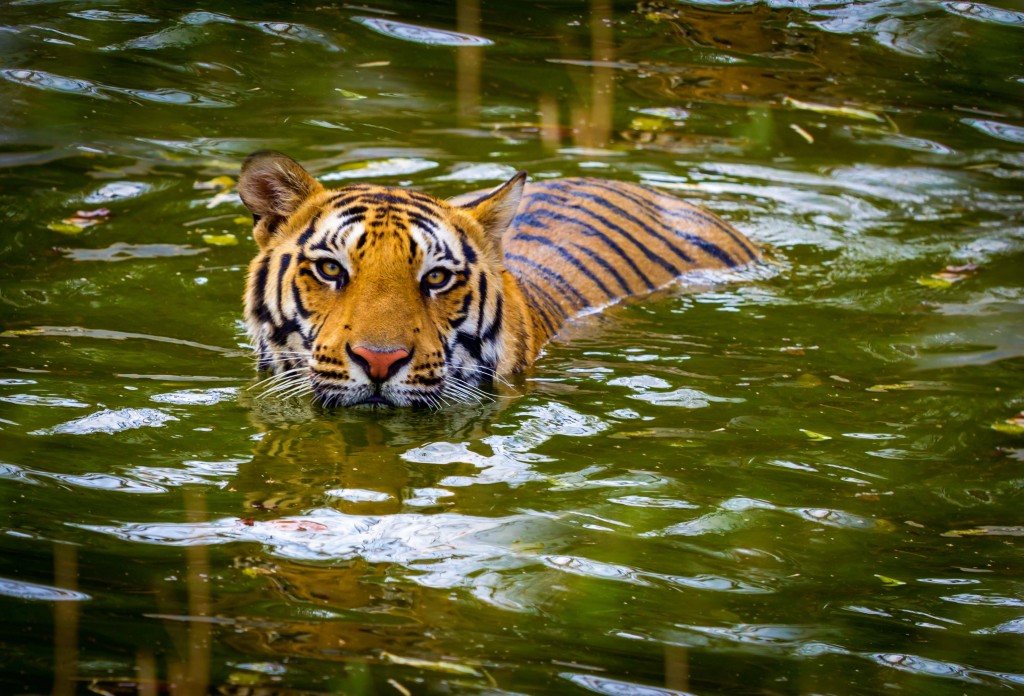 Jim Corbett