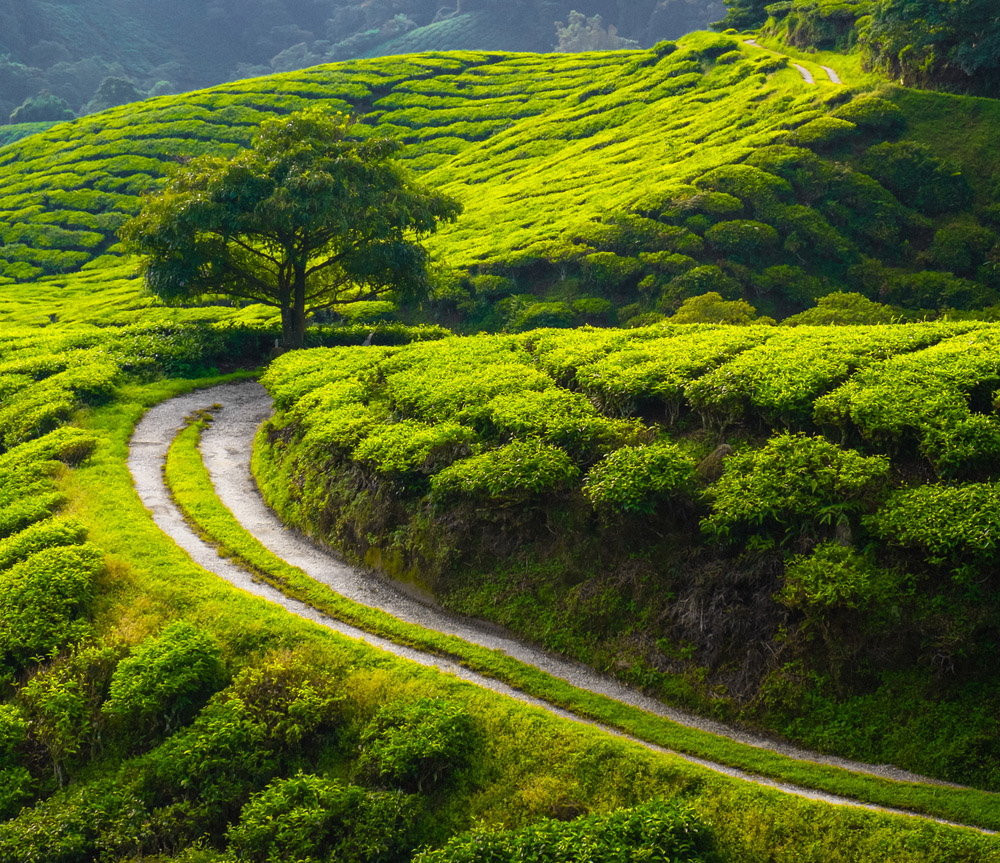 darjeeling