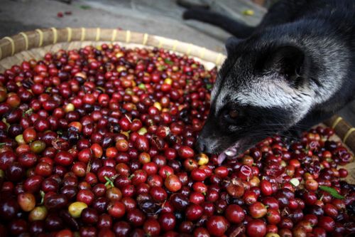 civet-coffee-kopi-luwak