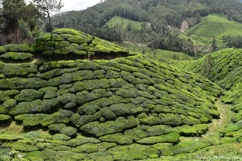 devikulam-munnar