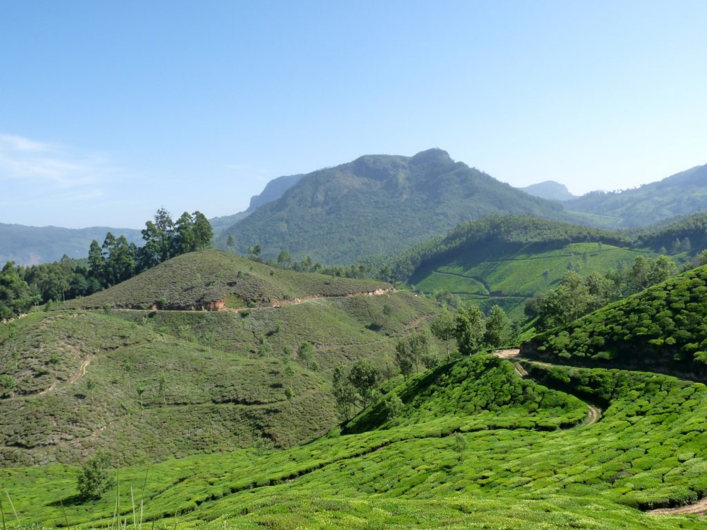 view_of_tea_plantations_in_munnar-1